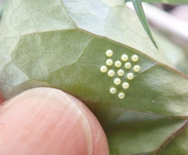 エゾヒメギフチョウの乱舞が終わって。2024年度北見市近郊のエゾヒメ