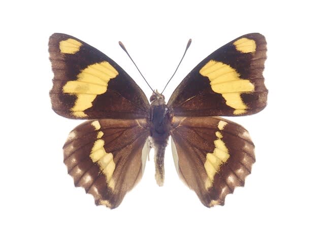 黄色い皇帝 ( Yellow emperor : Euapatura mirza ) の採集 - 蝶の国から