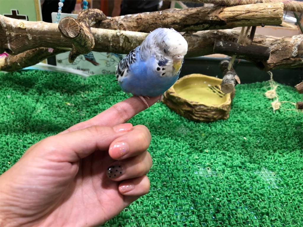琵琶湖マリオットホテル 宿泊 SPGアメックス 特典