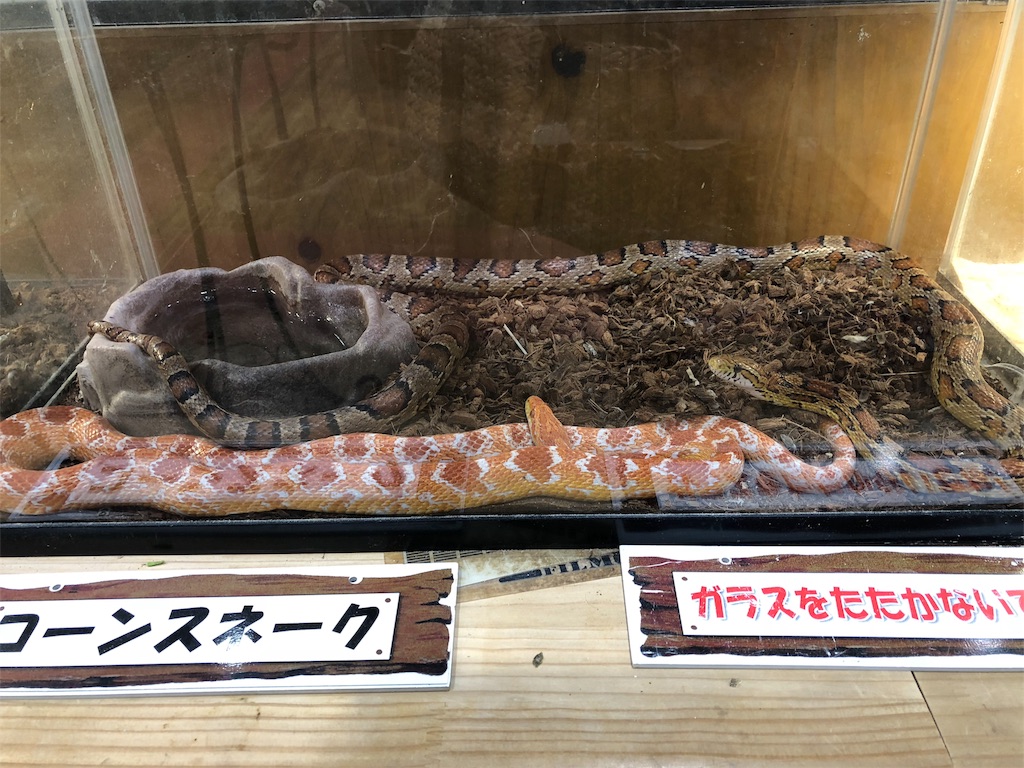 琵琶湖マリオットホテル 宿泊 SPGアメックス 特典
