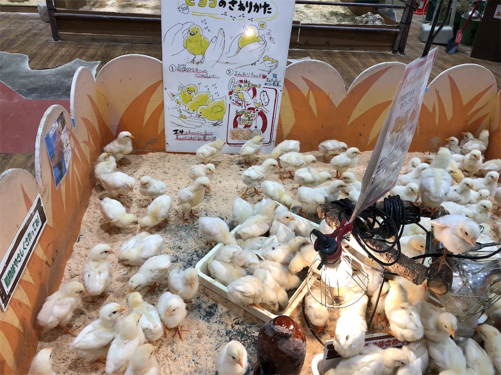 琵琶湖マリオットホテル 宿泊 SPGアメックス 特典