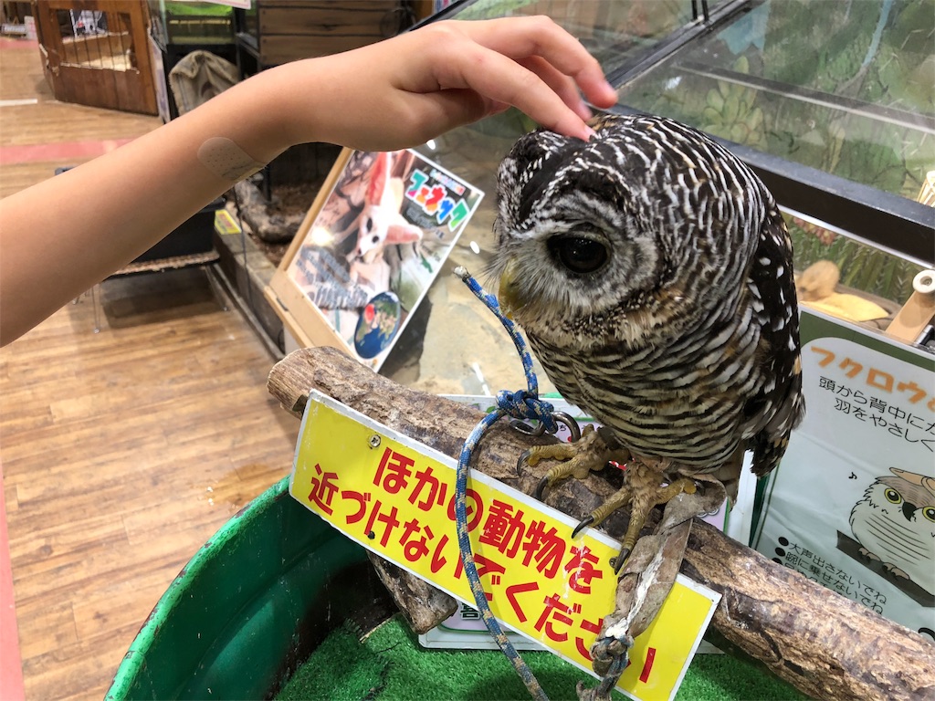 琵琶湖マリオットホテル 宿泊 SPGアメックス 特典