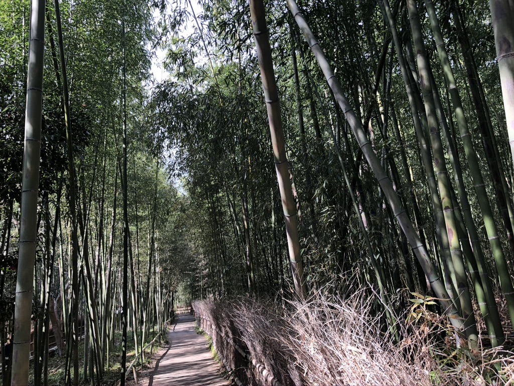 京é½ãåµå±±ã人åè»ãä½é¨ãé«ããææ³ãã¬ãã¥ã¼ãå£ã³ããæé