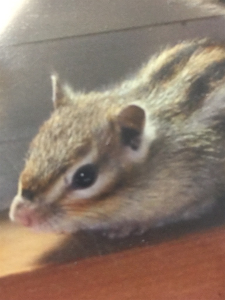 f:id:h22cosmos:20210603072929j:image f:id:h22cosmos:20210603072929j:image