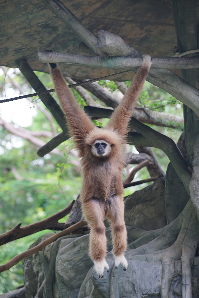 f:id:h4karc:20181026183701j:plain