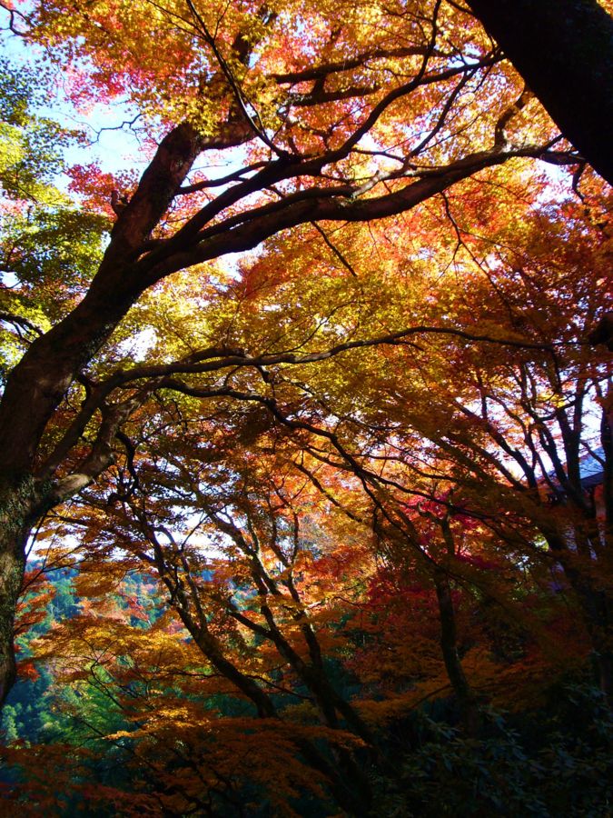 f:id:h_3:20081201191109j:image