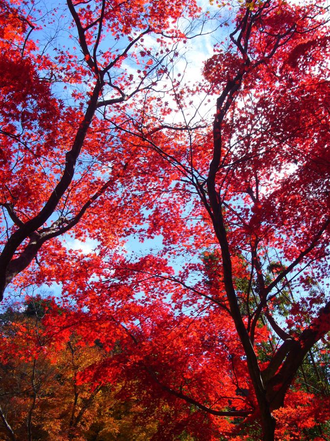f:id:h_3:20081201191117j:image