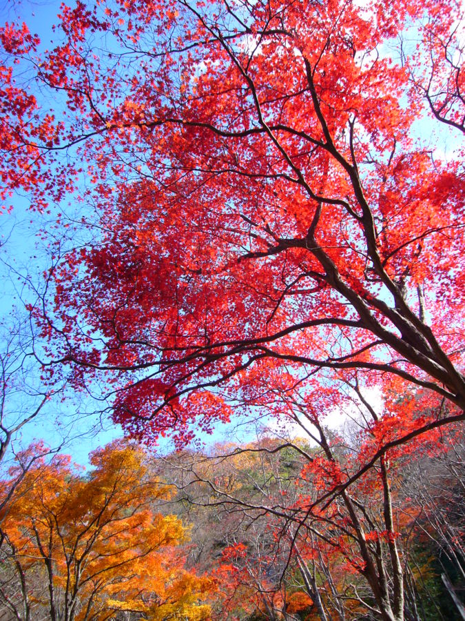 f:id:h_3:20081201191125j:image