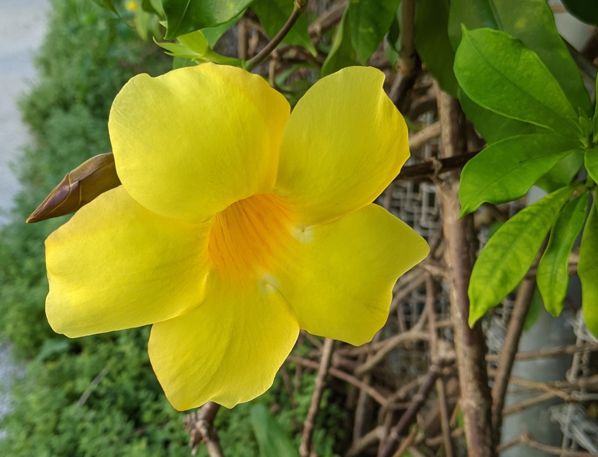 f:id:h_9073:20210810132425j:plain