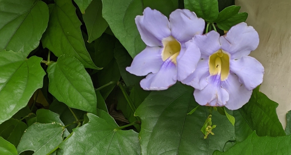 f:id:h_9073:20211108233354j:plain