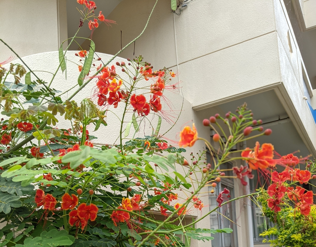 f:id:h_9073:20211115222308j:plain