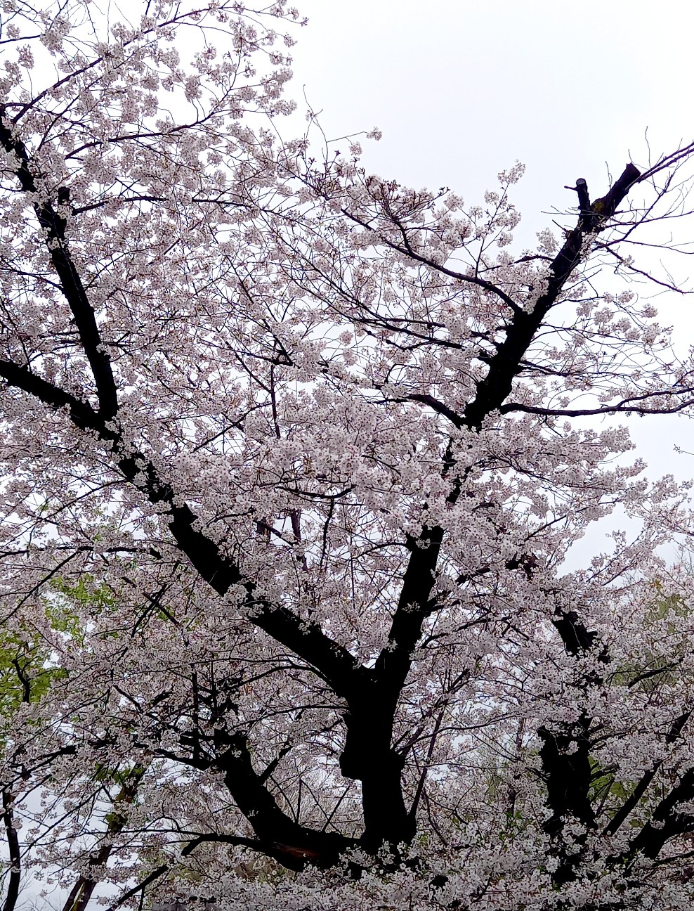 f:id:h_a_t_b_d:20260504134920j:image