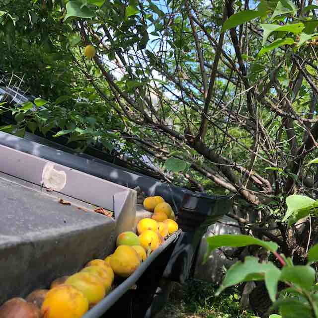 雨樋