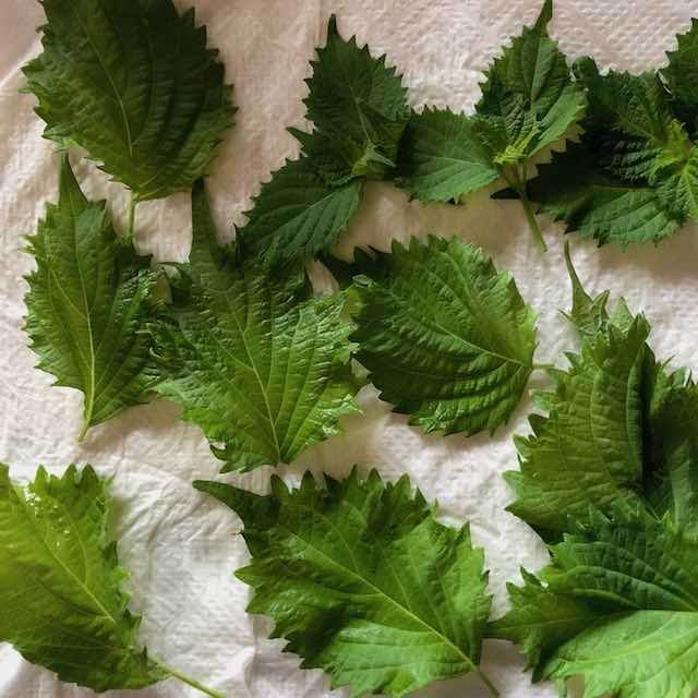 shiso