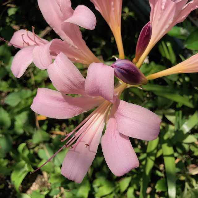 ピンクのユリと思っていたら夏水仙というヒガンバナ科の植物でした