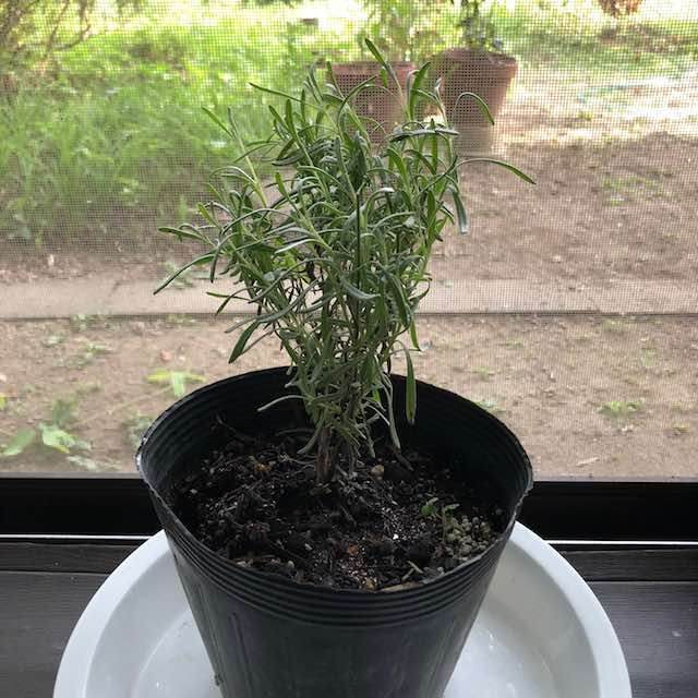 英彦山のラベンダー苗