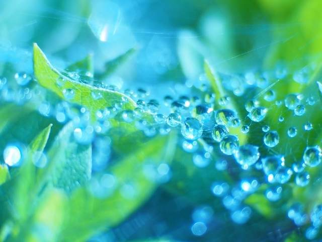 葉と雨粒