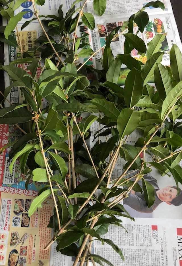 f:id:h_nico:20181007180211j:plain