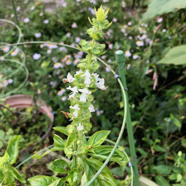 バジルの花