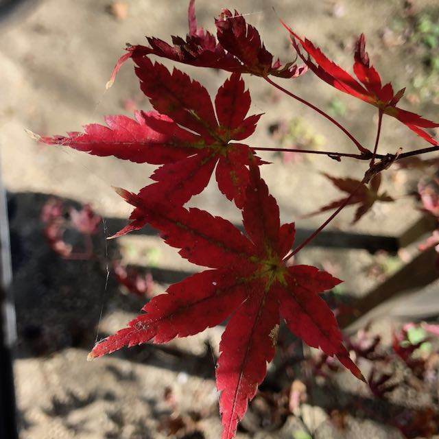 鉢植えのもみじ