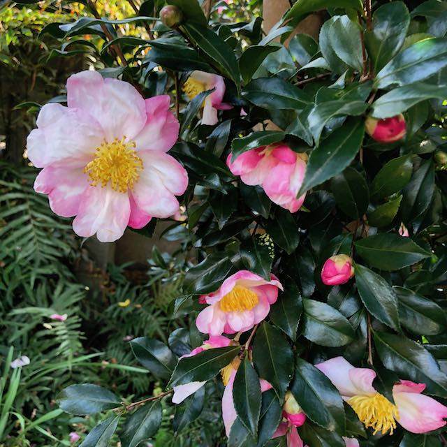 山茶花