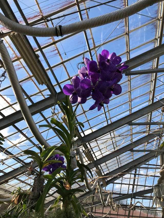 グリーンパーク温室の花