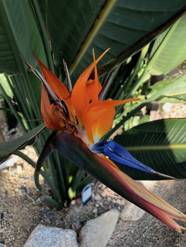 グリーンパーク温室の花