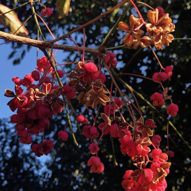 マユミ　2月