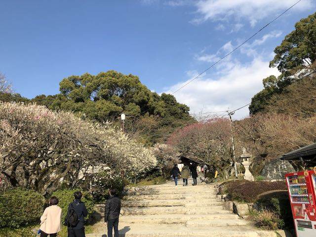 梅が綺麗!!