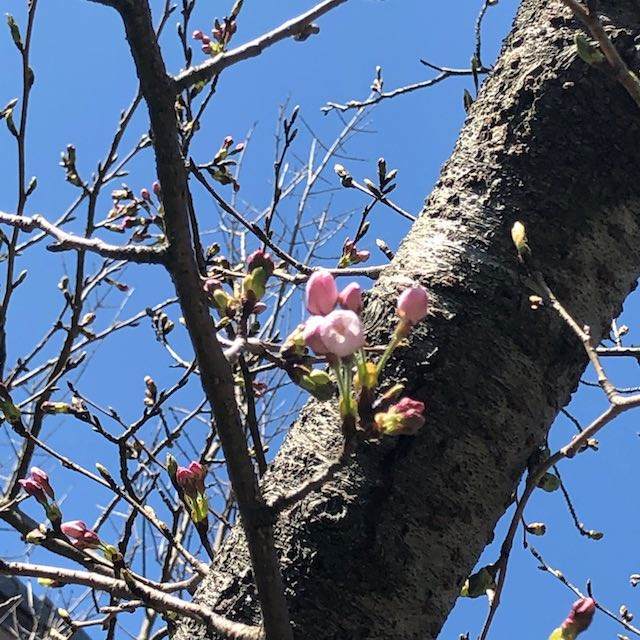 ソメイヨシノ　2019324