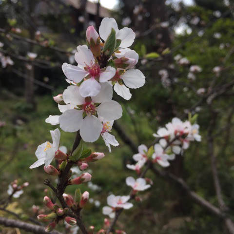 ユスラウメ