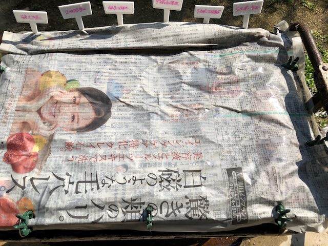 濡れた新聞紙をかぶせた所