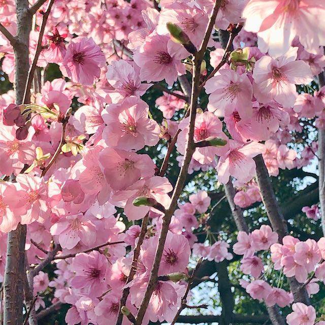 桜茶に使った桜