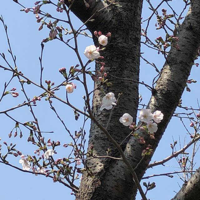 今日は さくらの日 さくら茶 に使う 桜の塩漬け の作り方 桜の香りには幸せな作用があるのです ハーブと庭と健康と
