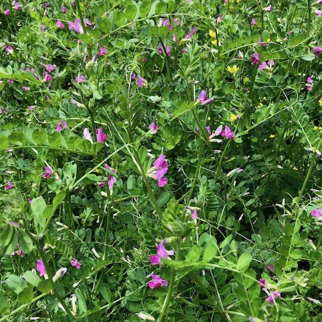こんな状態の草たちがびっしりでした。