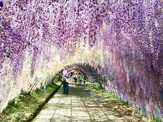 河内藤園〜kwachifujien~