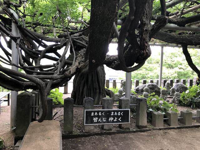 大きな大きな藤の花の幹