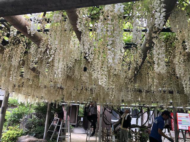 藤のお花の刈り取り作業中（汗）
