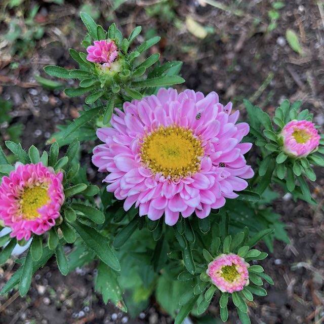 菊