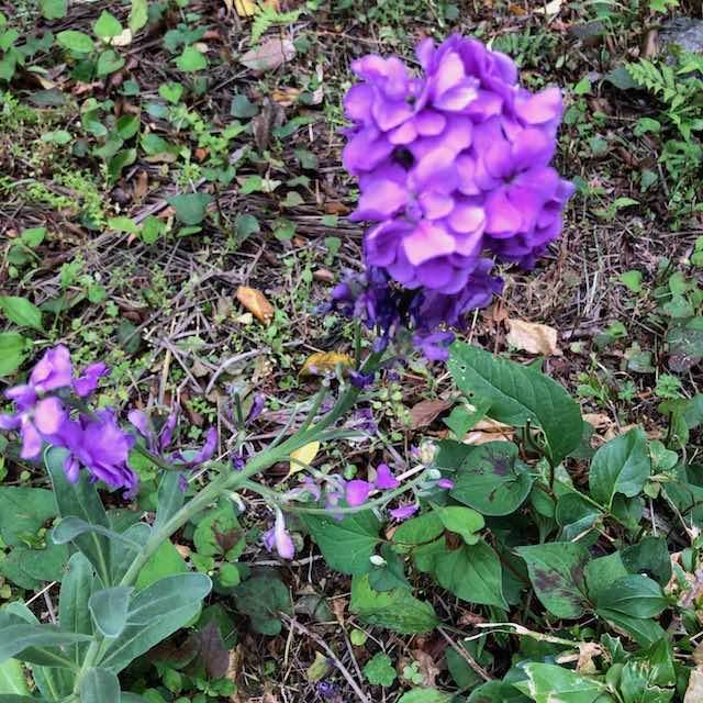 この花、なんでしたっけ？
