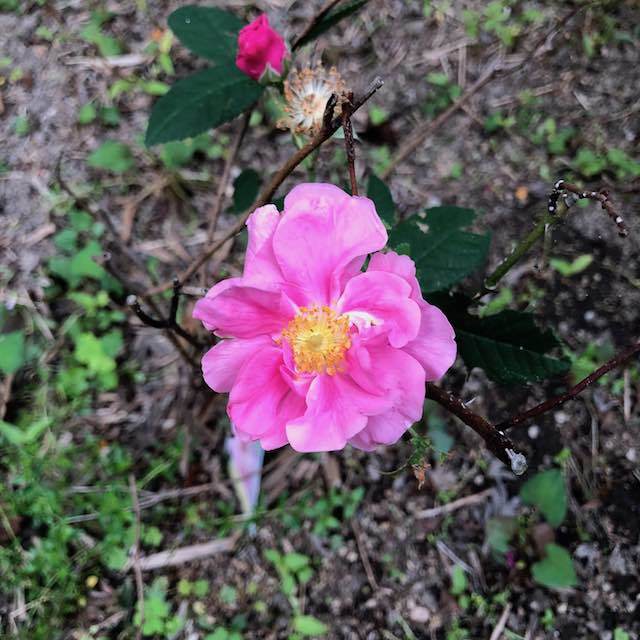 ジャングル庭 日当たりが良くなったら花が咲き始めました ハーブと庭と健康と