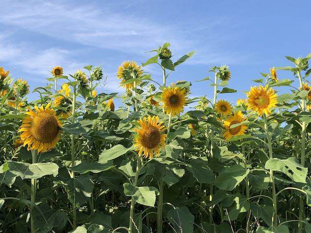 若松のひまわり