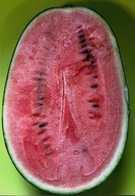 若松こだまスイカ