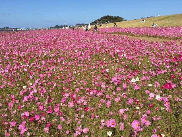 河原のコスモス