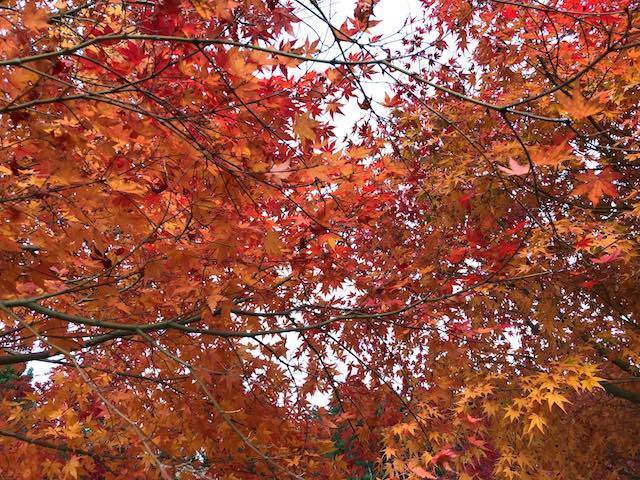 紅葉グラデーション