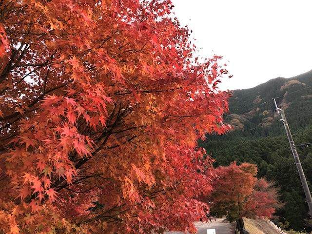 しゃくなげ荘脇の道路にて