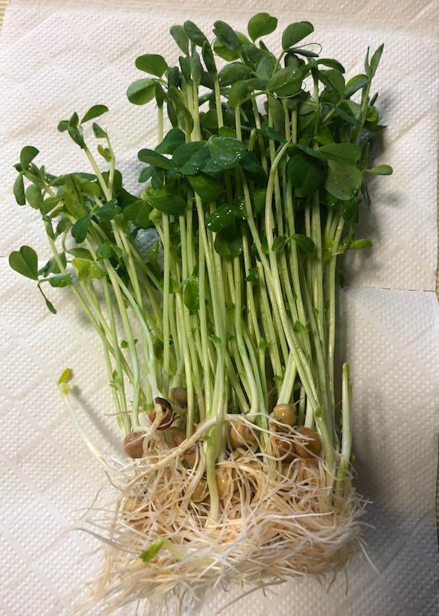 豆苗1/2袋