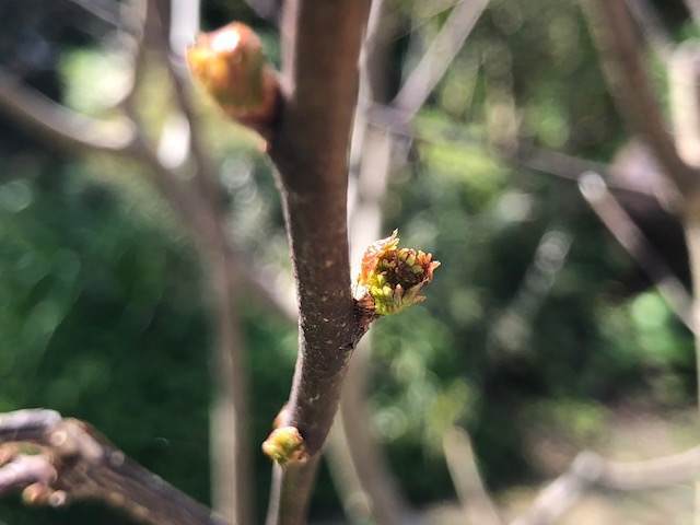 山椒　芽吹き