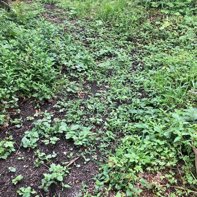 すぐに生えてくる雑草