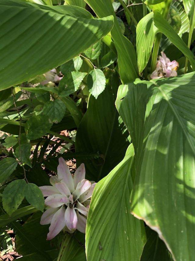 ウコンの花かも？